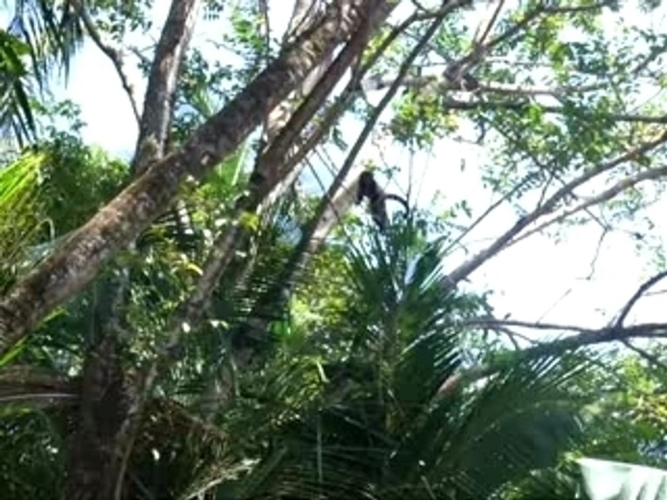Petitsinge
