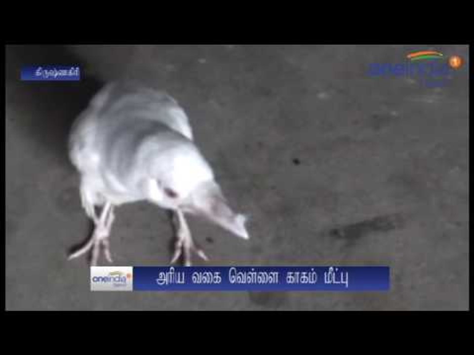 Rare white crow rescued | அரிய வகை, வெள்ளைக் காகம் வனத்துறையினரிடம் ஒப்படைப்பு