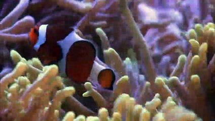 SEA LIONS  Animals for children. Kids videos. Kinder43y45