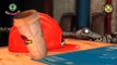 Мультфильмы Дети динозавры эпизод Семья палец для полный игра юра Парк в вес вес вес в мир