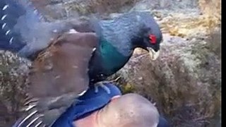 This Capercaillie Just Wants Some Love