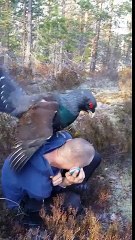 This Capercaillie Just Wants Some Love