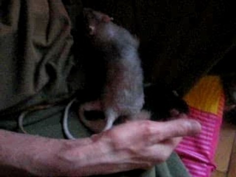 d gratouilles pattex et bétadine