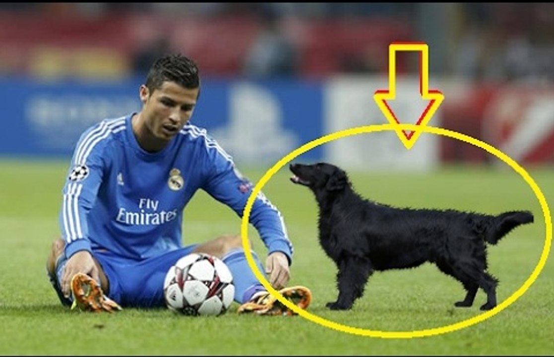 Animals on the Football Pitch ● Funny Moments ● HD