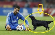 Animals on the Football Pitch ● Funny Moments ● HD