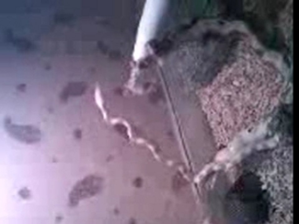 attaque elaphe gutts