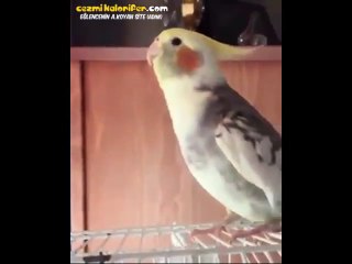 Islıkla ''Ölürüm Türkiyem''i Söyleyen Milliyetçi Papağan