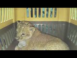 Ukraine Border Guards Uncover Lion Cub Being Smuggled on Truck Full of Pet Birds