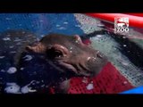Cincinnati Zoo's Prematurely Born Hippo Has a Splashing Good Time