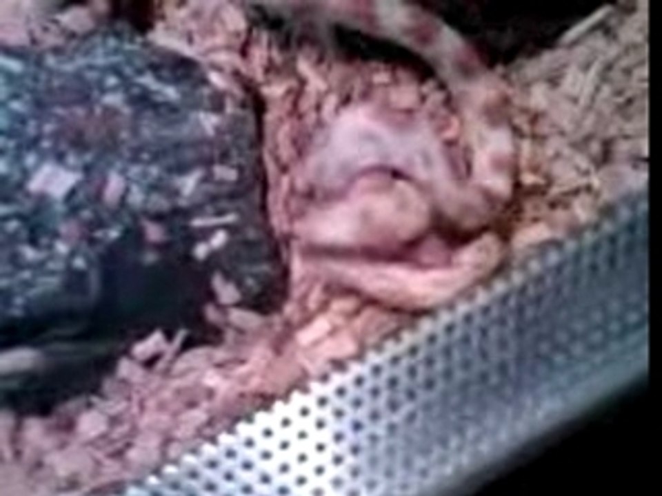 attaque elaphe gutts 2