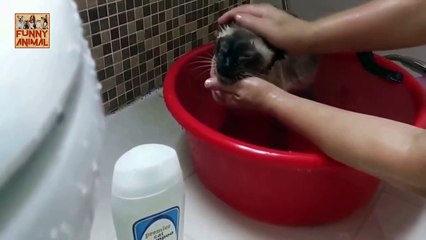 Cats Just Don't Want to Bath New - Los gatos no quieren bañarse