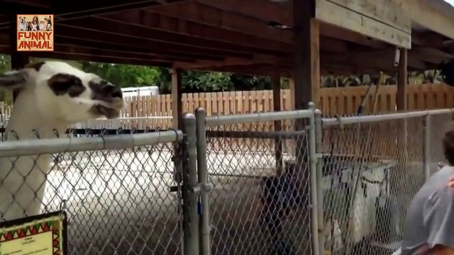 Funny Sneezing Animals New - Funny Estornudos Animales Nuevo