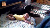 Dog Loves Baby When the First Time They Met - El perro ama al bebé cuando la primera vez que se encontraron