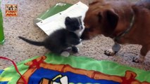Dogs Meeting Kittens for the First Time New - Perros Reunión Gatitos por primera vez Nuevo