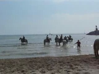 Chevaux sur la plage de Palavas les flots 23.09.2007