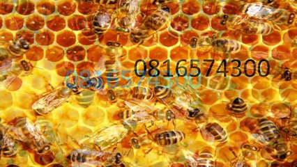 0816574300 Jual Madu Anak Pegunungan Bintang