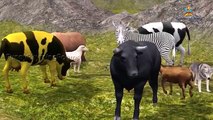 Animales domésticos Dedo de la Familia Rimas Colecciones de Vaca | 3D de dibujos animados de Rimas Para Niños