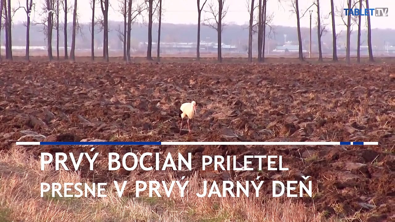 Do Zemplínskeho Hradišťa prileteli prvé bociany
