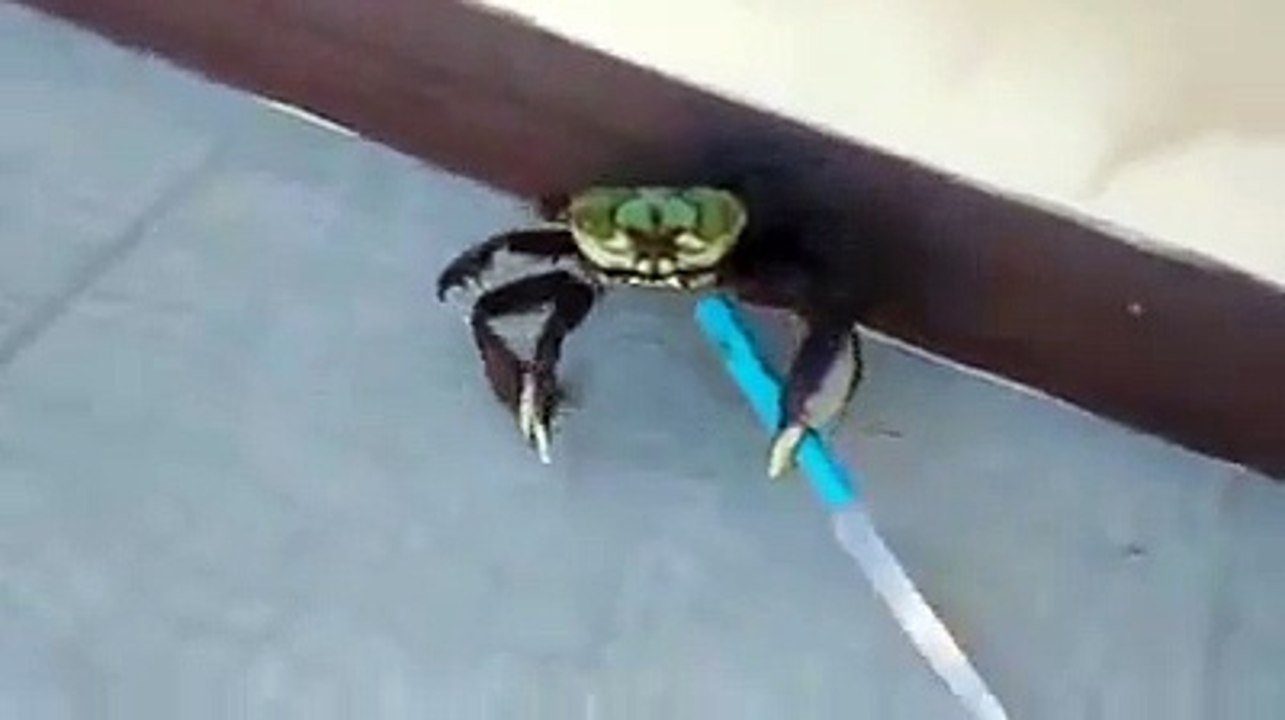 Killer crab