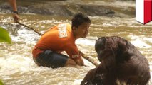 Video viral: penyelamat hewan menolong orangutan yang terjebak di sungai Kalimantan - TomoNews