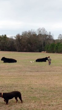Little Kid Jumps On Cow For 20 Bucks From Dad