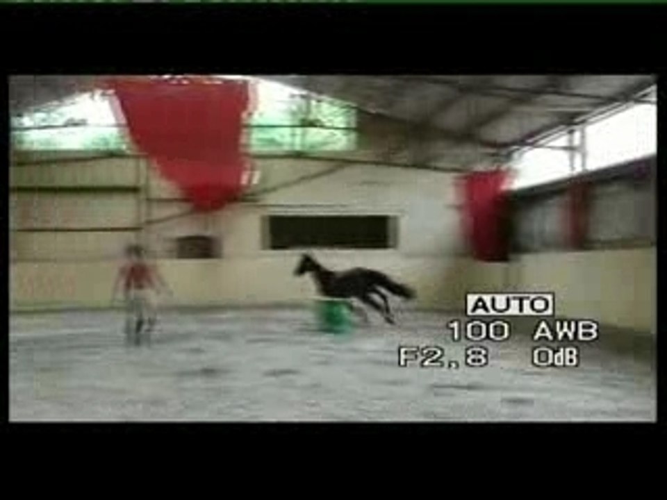 jument Qualvara horse qualvara by calvaro / voltaire for jum