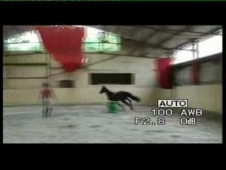 jument Qualvara horse qualvara by calvaro / voltaire for jum