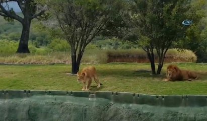 Safari turunda korku dolu dakikalar