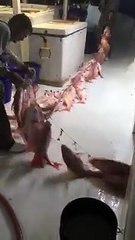 Incredible Line Fishing For Snapper