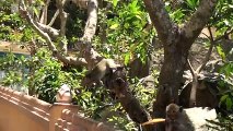 VnExpress | Thời sự | Đàn khỉ xuống núi nô đùa, ăn uống cùng du khách Vũng Tàu