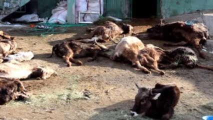 Bakıcısının İlgilenmediği 20 Büyükbaş Hayvan Telef Oldu