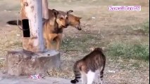 「おもしろ犬 」思わずに笑っちゃう犬と猫の喧嘩●デカい犬が猫に負ける動画集 2016 HD #6