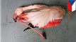 Sekelompok anak kecil membunuh flaminggo di kebun binatang Ceko - Tomonews