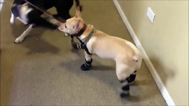 Ce chien descend les escaliers sur 2 pattes... Ok, il maitrise!