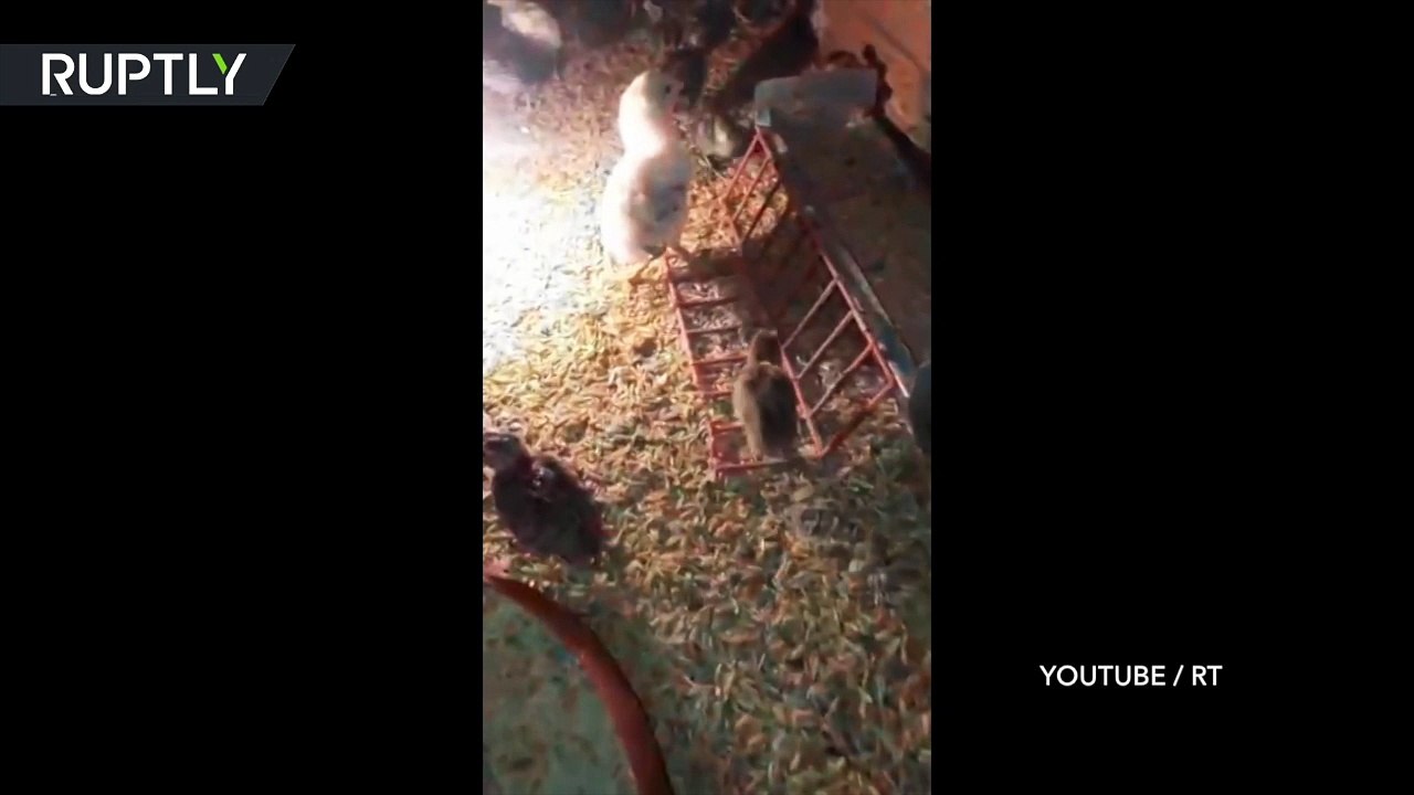 Ce poulet à 4 pattes est la mascotte du poulailler