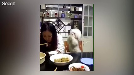 Sahibi minik köpeğe yemek vermezse...