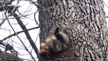 Fat raccoon almost gets stuck in tree hole