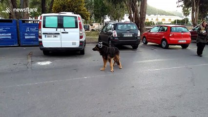 Just a cute dog in a wooly hat