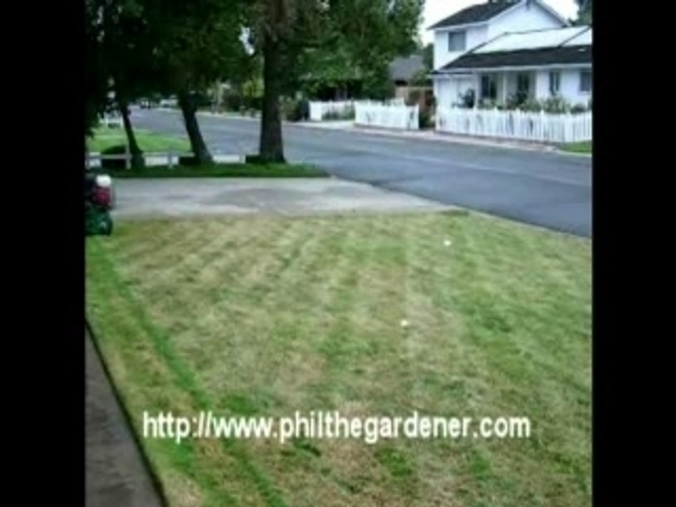 Aerate Lawn