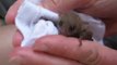 Tiny Blossom Bat Rescued After Cat Attack