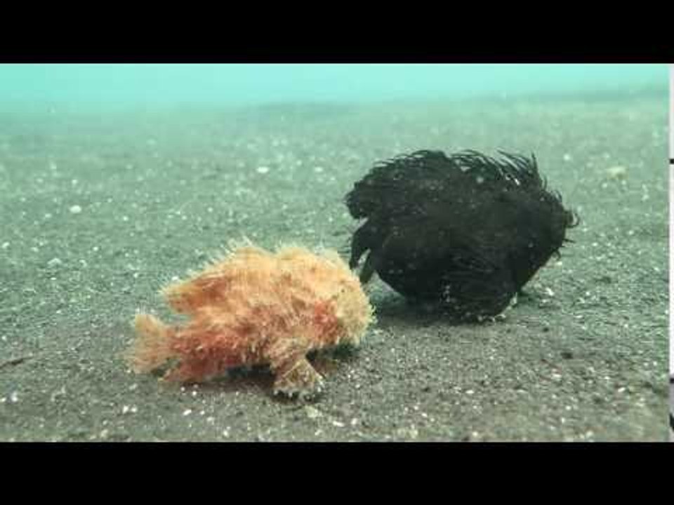Two Hairy Frogfish Take a Walk