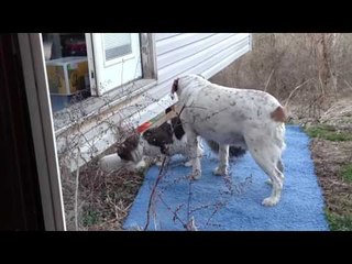 Dog Wants to Play but Cat Has Other Ideas