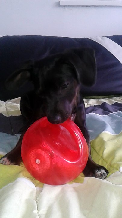 Mikado et son ballon