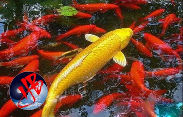 Cá chép vì sao ngàn năm vẫn không thể ‘hoá Rồng’?