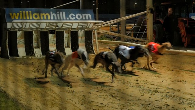 Les lévriers s'arrêtent de courir à Londres