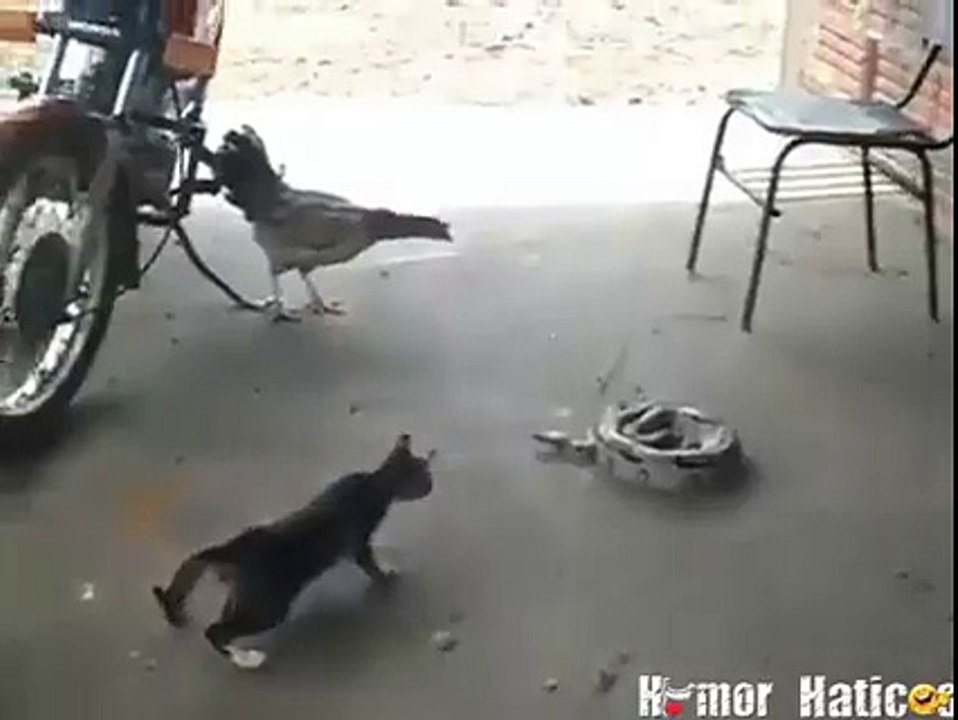 بلی کے ویڈیو جو آپ کو ہنسانے پر مجبور کر دے گی واہ