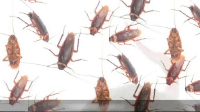 Pest Control Service in Mississauga | Pest Control Service in Caledon