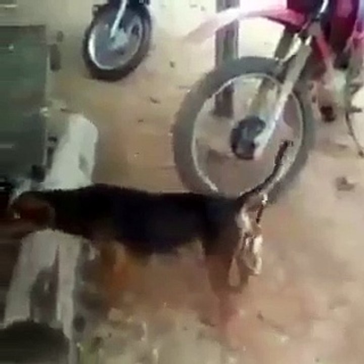 چھوٹا کتا بڑی کتی کام خراب