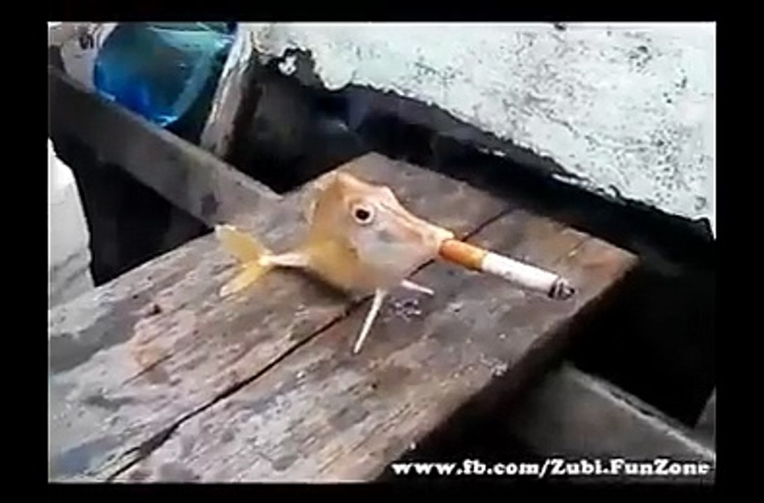 عربیوں نے مچھلی کو بھی نا چھوڑا
