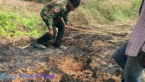 Wow! Brave Man Catch big Snake Along the road-How To Dig and Catch Snake in Cambodia-Snake Attacked (1)